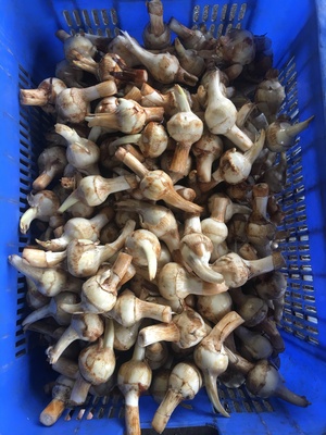 茨菇Broadleaf arrowhead 